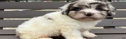 Cavapoo dogs for sale: Diamond - Ad 3