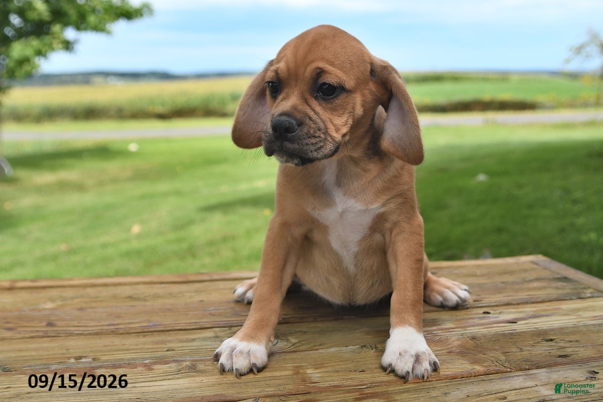 Puggle dogs Stella - Ad 2