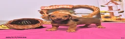 Dachshund dogs for sale: Mattie - Ad 3