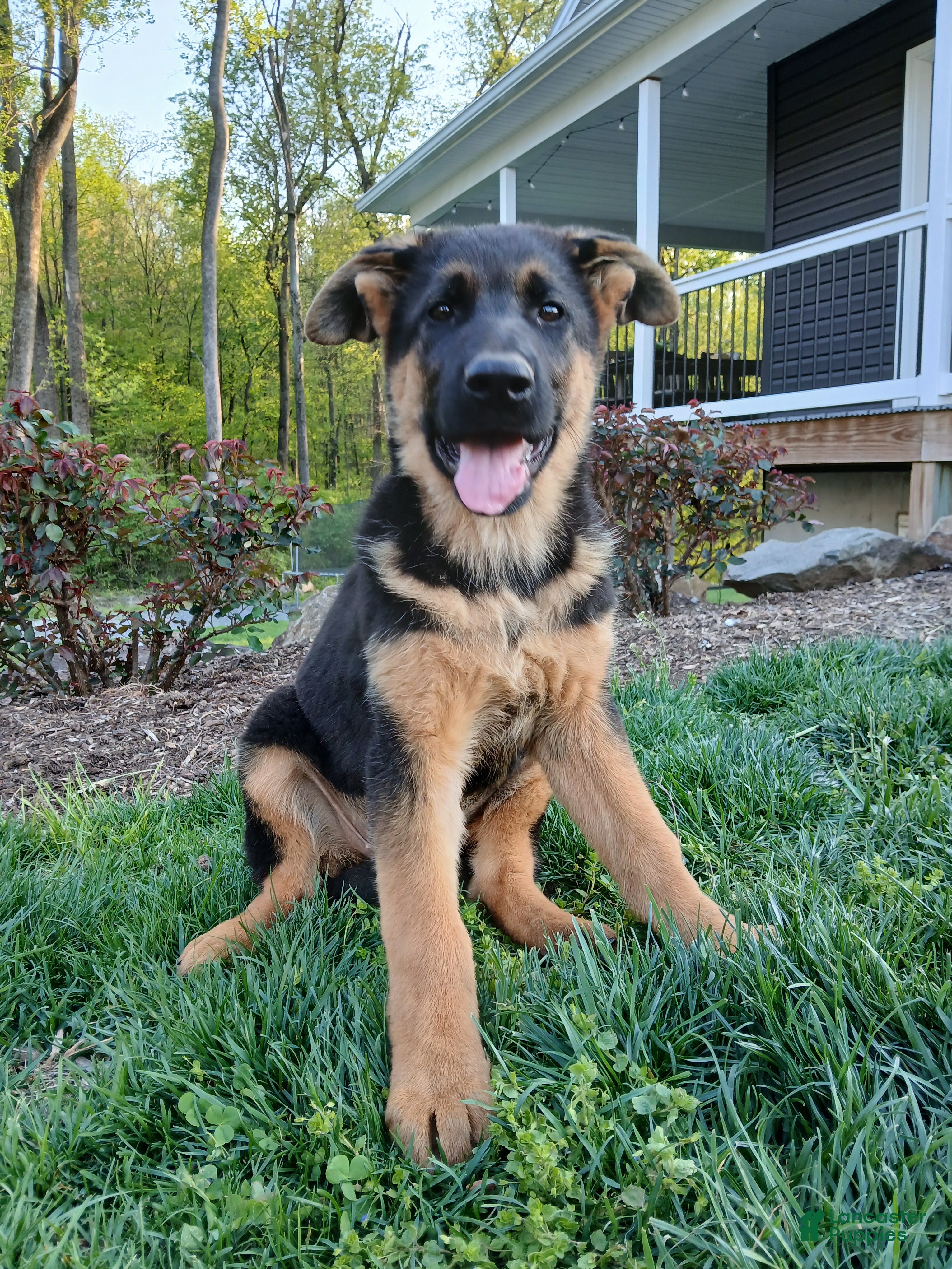 German Shepherd dogs Sasha - Ad 1