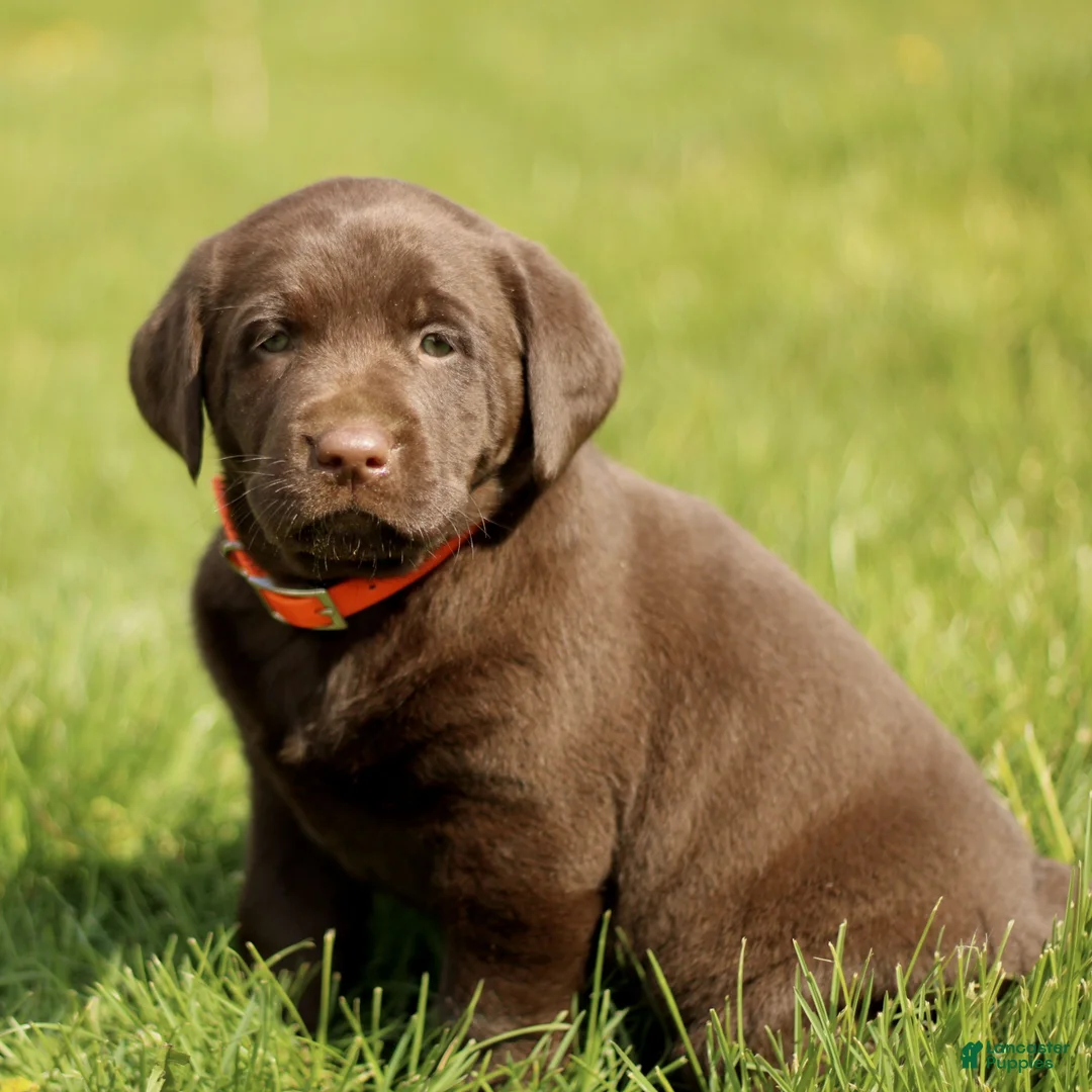 Labrador Retriever dogs for sale: Kylie  - Ad 2