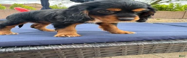Cocker Spaniel 1