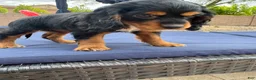 Cocker Spaniel dogs for sale: Cocker Spaniel 1 - Ad 1