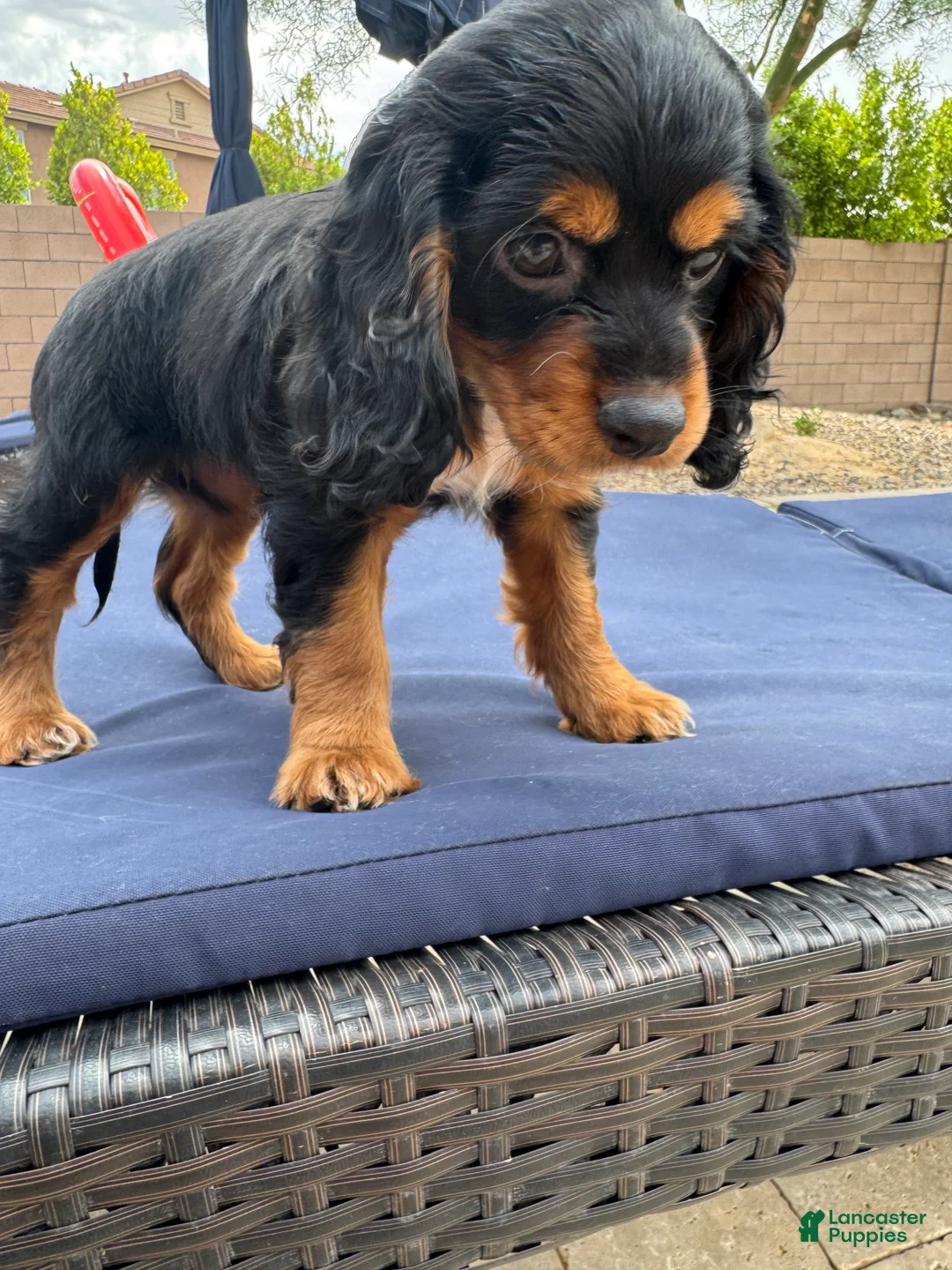 Cocker Spaniel dogs for sale: Cocker Spaniel 1 - Ad 1