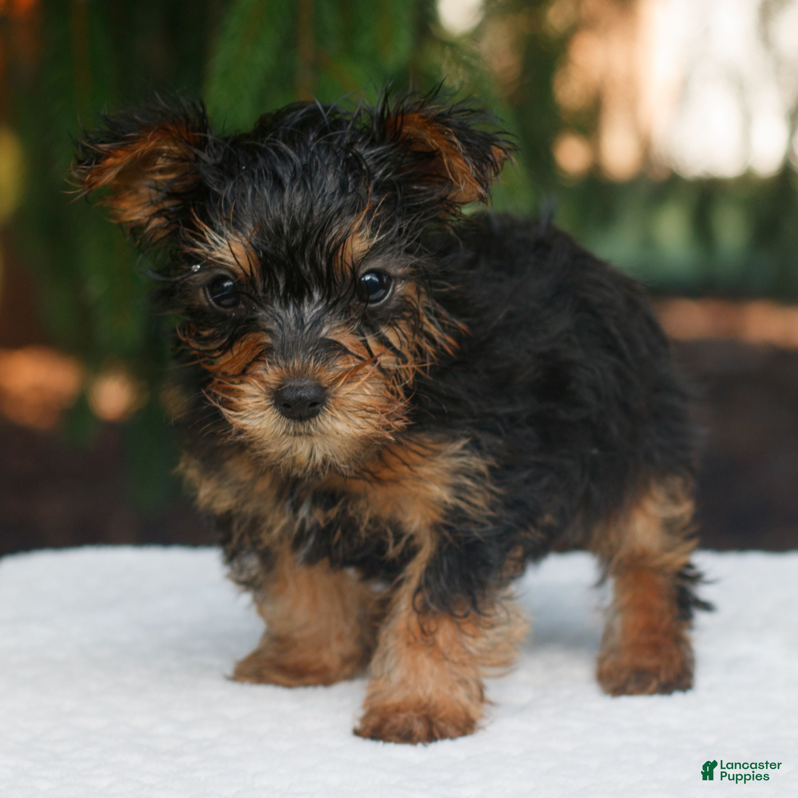Yorkshire Terrier dogs Mars  - Ad 1