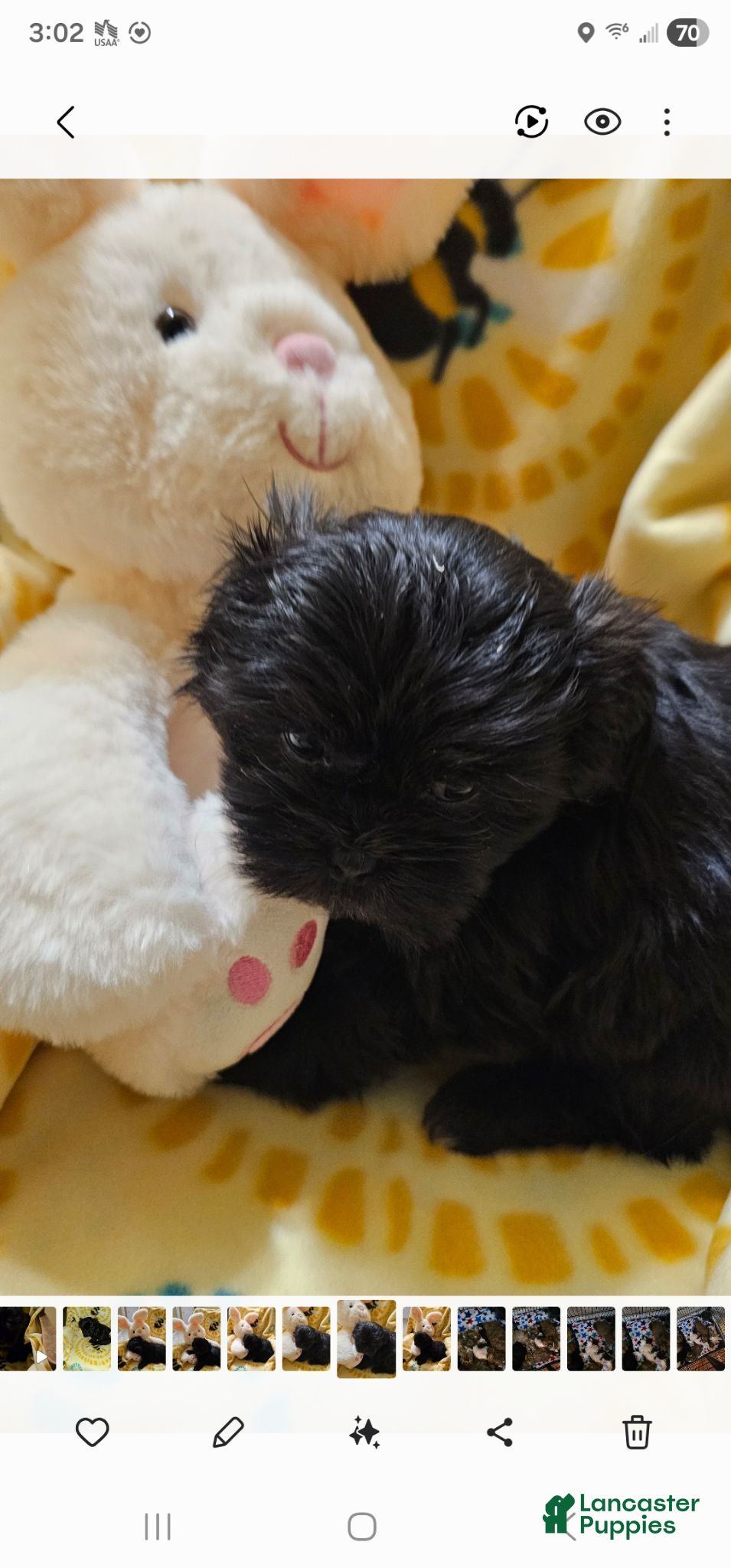 Shih Tzu dogs Olive - Ad 1