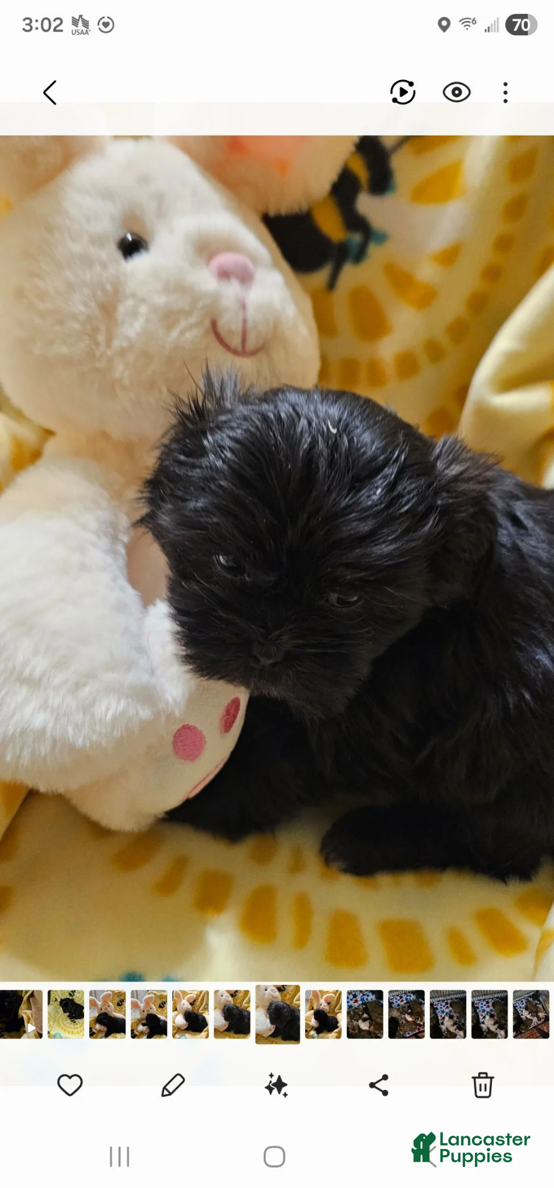 Shih Tzu dogs for sale: Olive - Ad 1