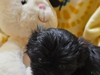 Shih Tzu dogs for sale: Olive - Ad 3