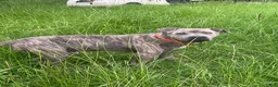 Mixed Breed dogs for sale: Mixed Breed 1 - Ad 11