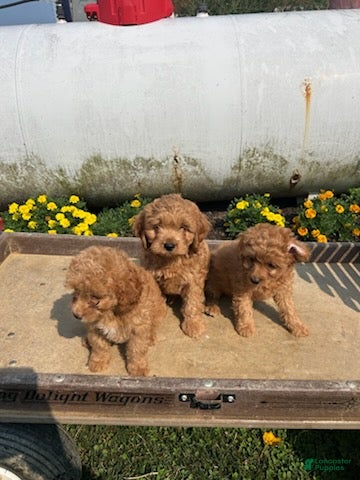 Cavapoo dogs Tootsie - Ad 2