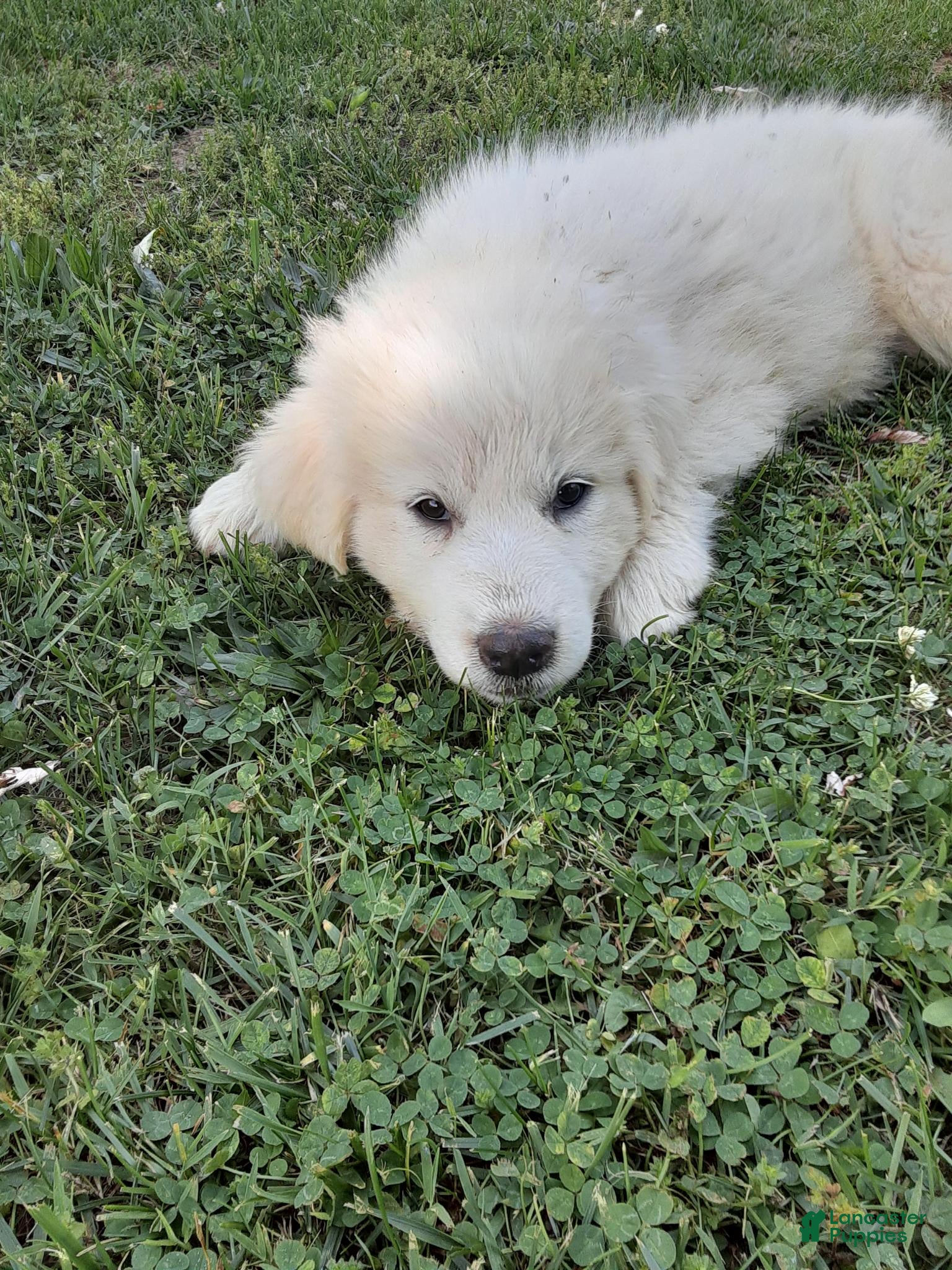 Great Pyrenees dogs Ella  - Ad 2