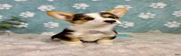 Welsh Corgi Pembroke dogs for sale: Beckham - Ad 6