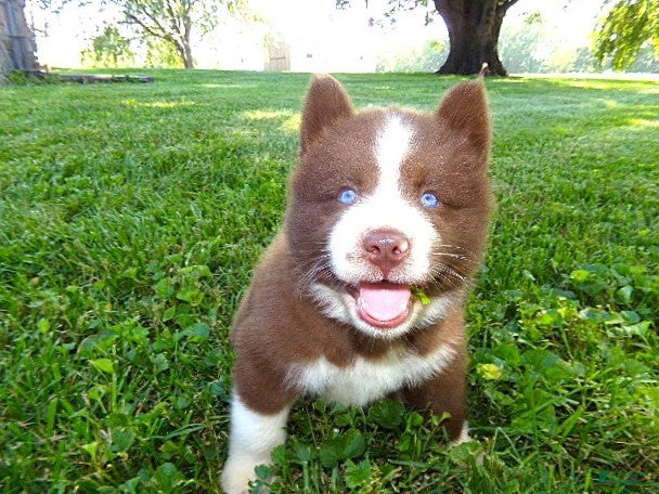 Siberian Husky dogs S6 - Ad 2
