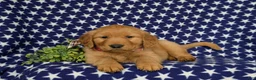 Golden Retriever dogs for sale: Mugsie AKC Registered - Ad 6