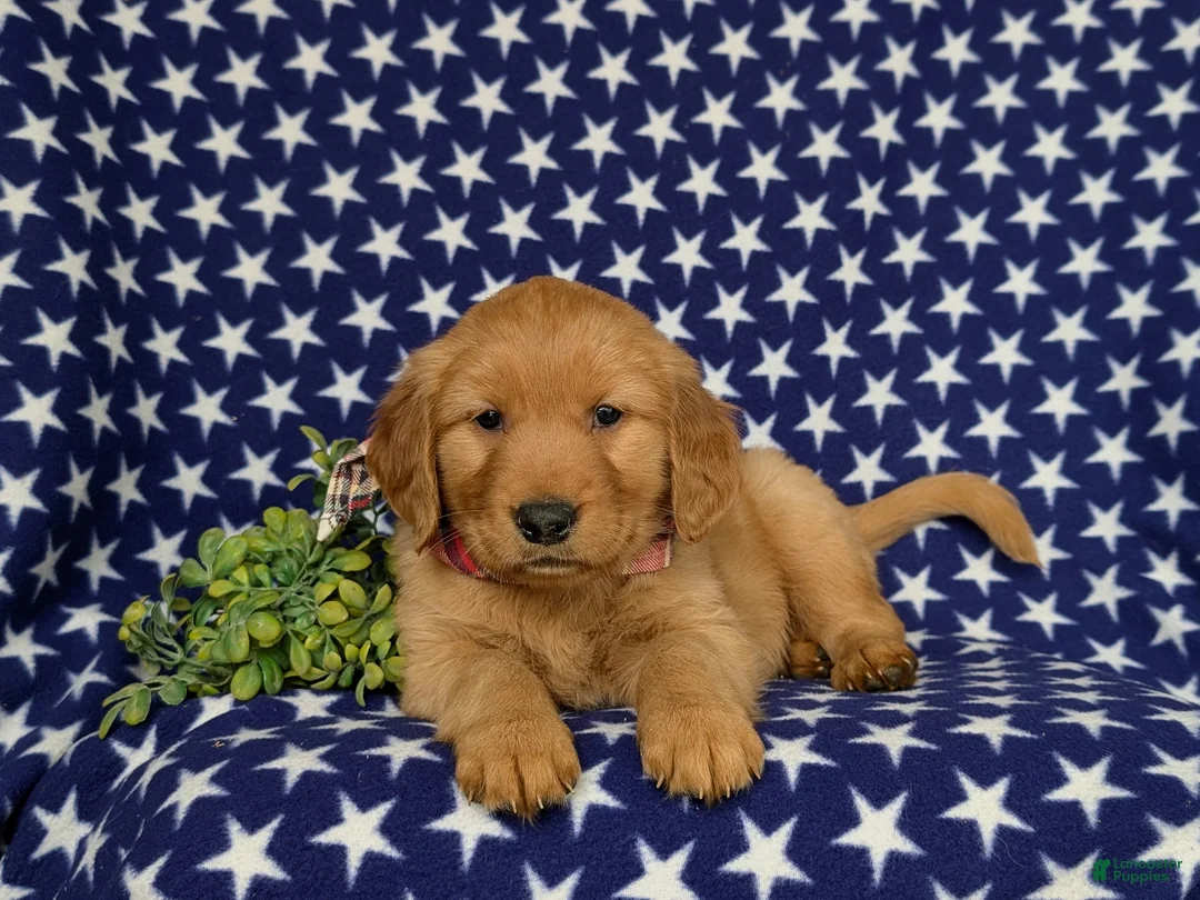 Golden Retriever dogs for sale: Mugsie AKC Registered - Ad 6