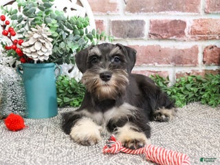 Miniature Schnauzer dogs Pablo - Ad 8