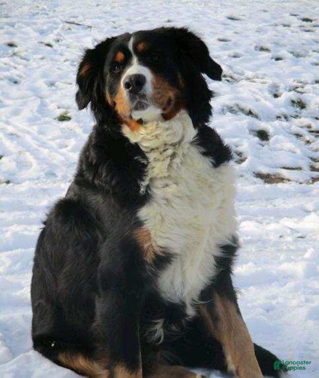 Mixed Breed dogs for sale: Bo - Ad 10