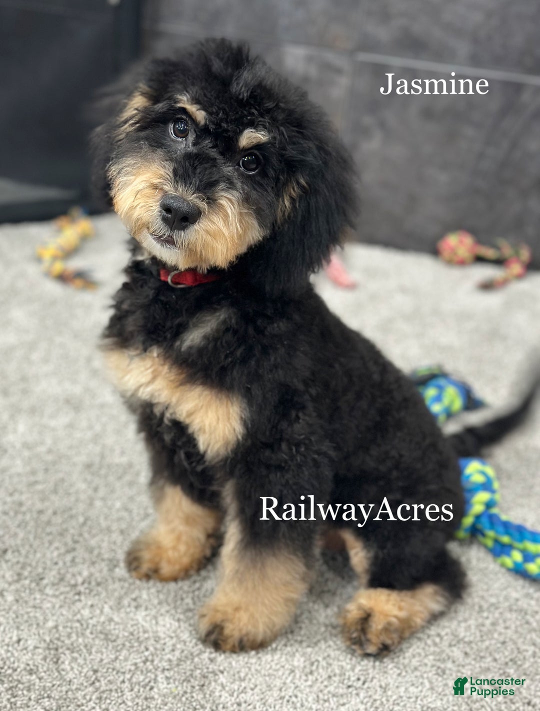 Mixed Breed dogs for sale: Golden Mt Doodle - Jasmine - Ad 1