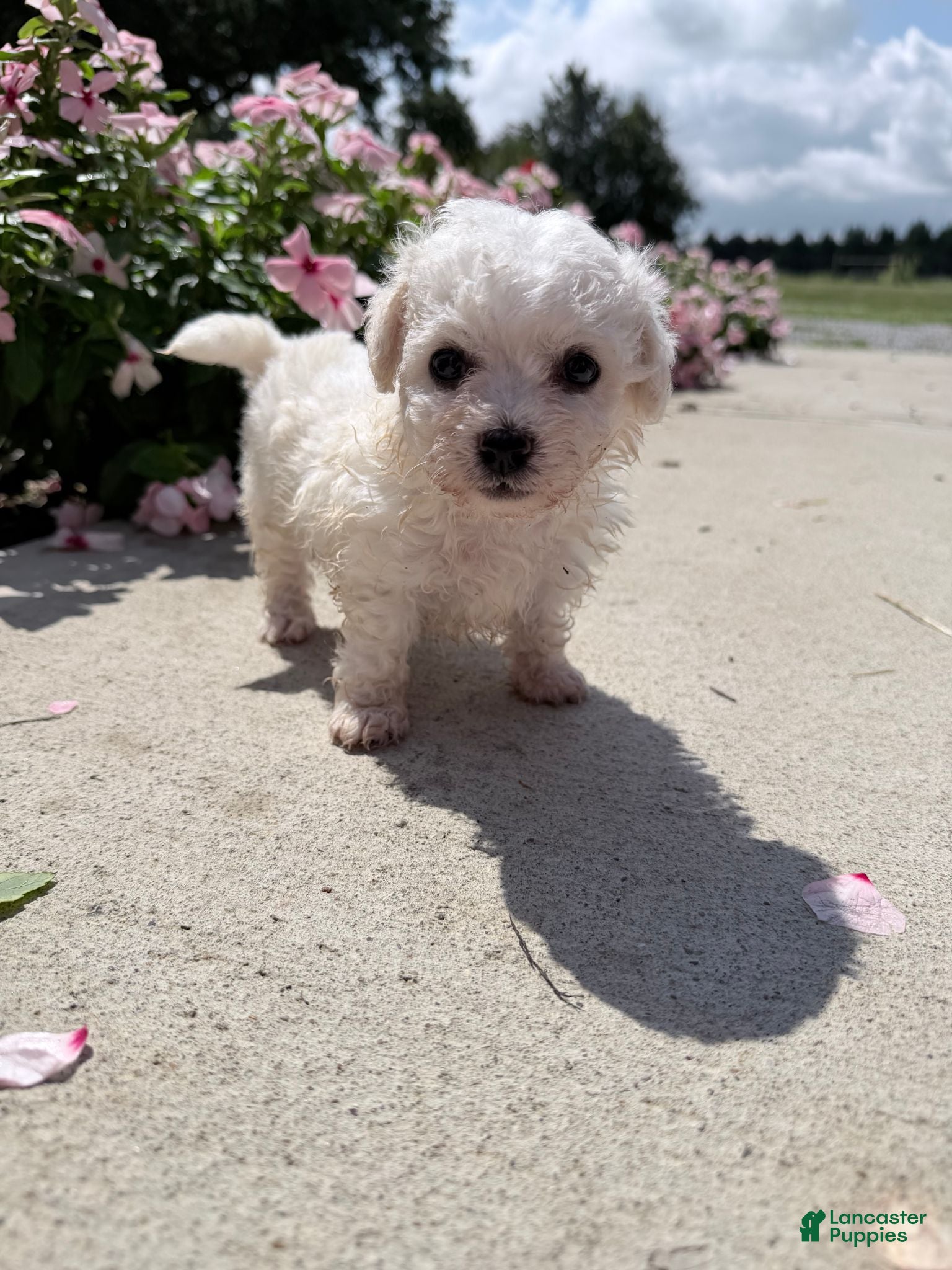 Bichon Frise dogs Molly - Ad 1