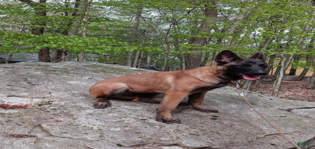 Gallery Image {{count}}