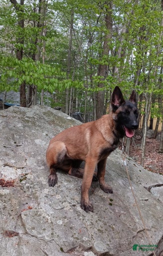 Gallery Image {{count}}