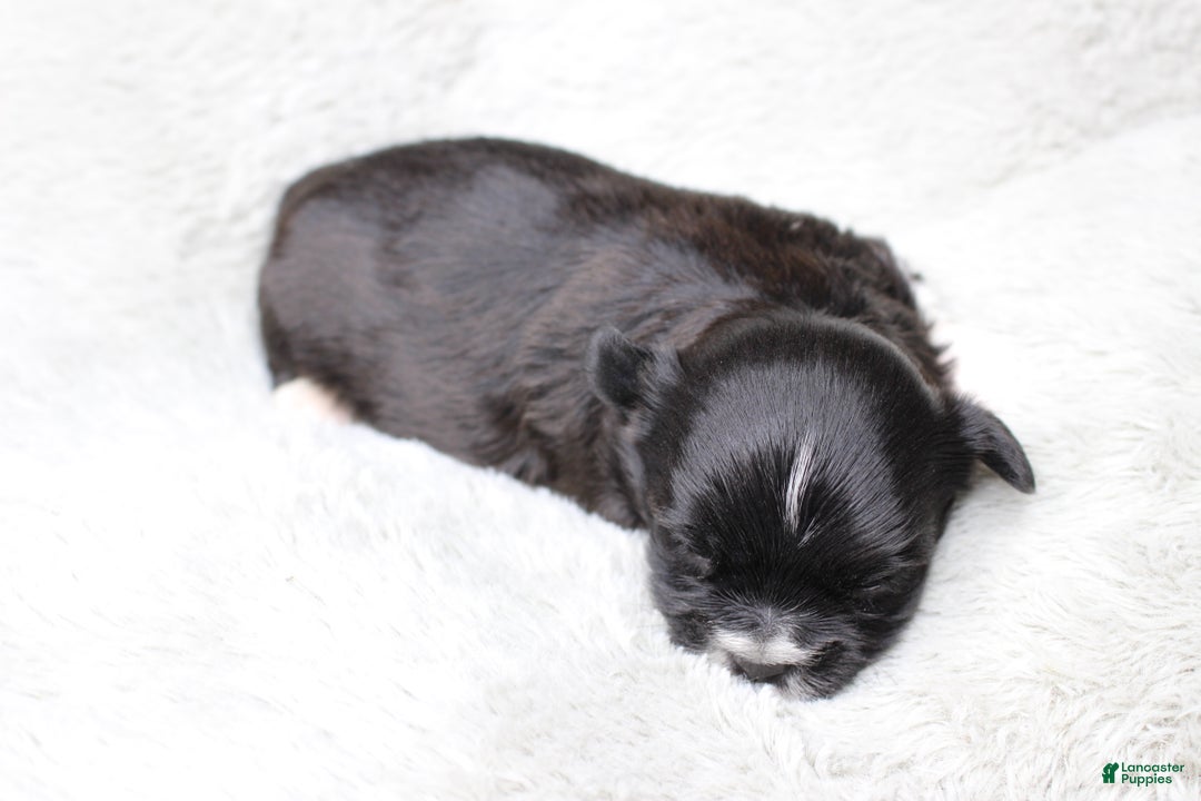 Havanese dogs for sale: CoCo - Ad 11