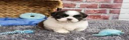 Shih Tzu dogs for sale: Arlo - Ad 3