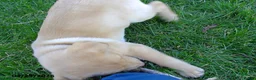 Labrador Retriever dogs for sale: Bridget - Ad 3
