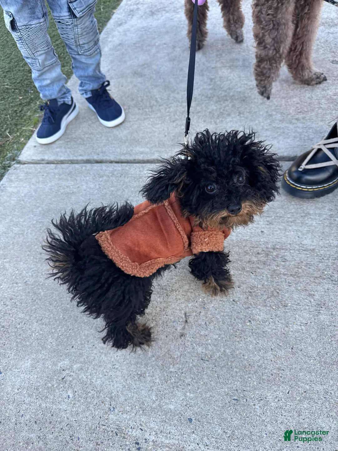 Toy Poodle dogs for sale: Toy Poodle Puppy 1 - Ad 4