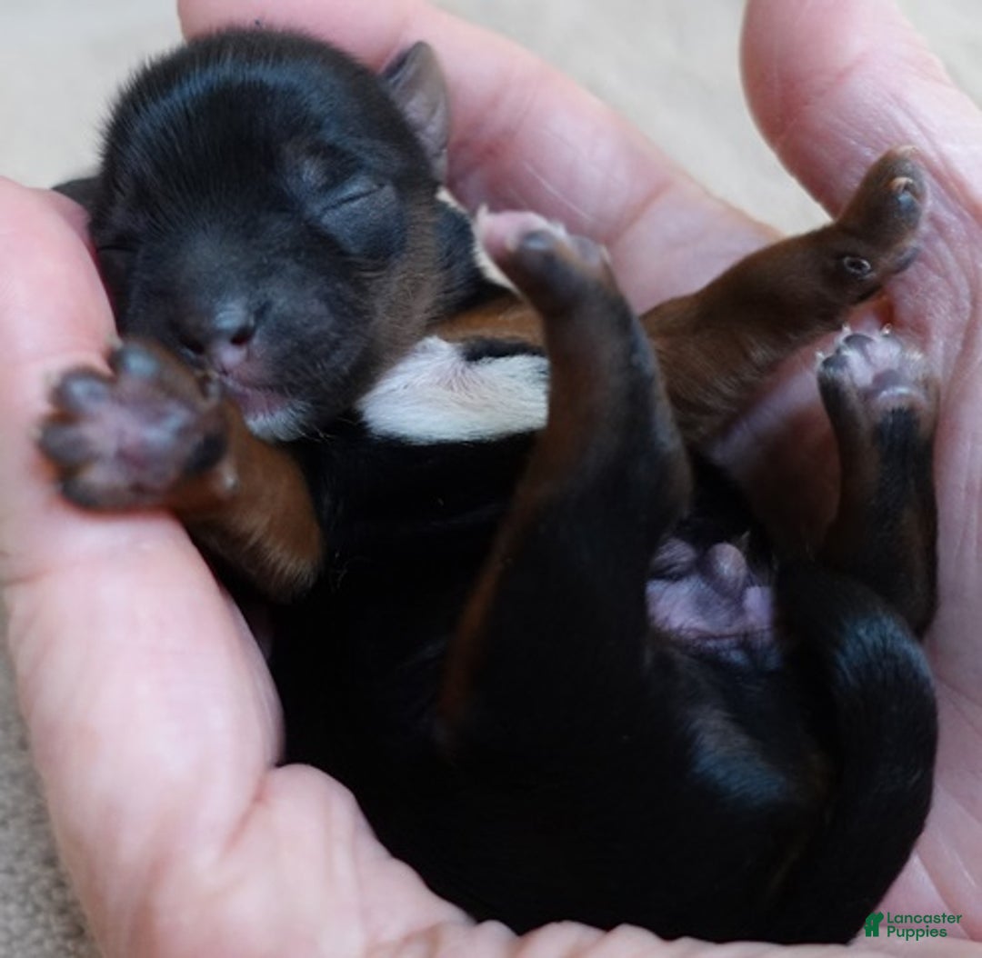 Yorkshire Terrier dogs for sale: Taj  - Ad 4