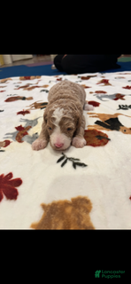 Bernedoodle dogs Yellow Collar - Ad 2