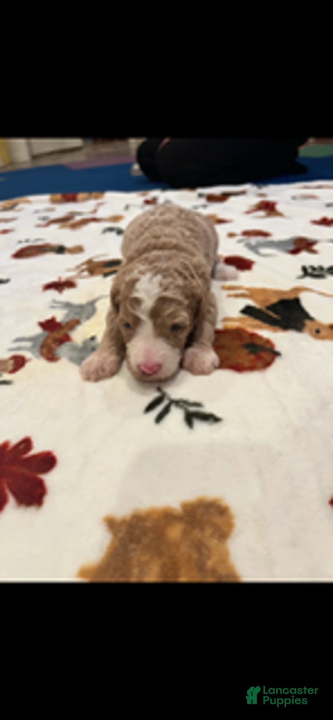Bernedoodle dogs for sale: Yellow Collar - Ad 2