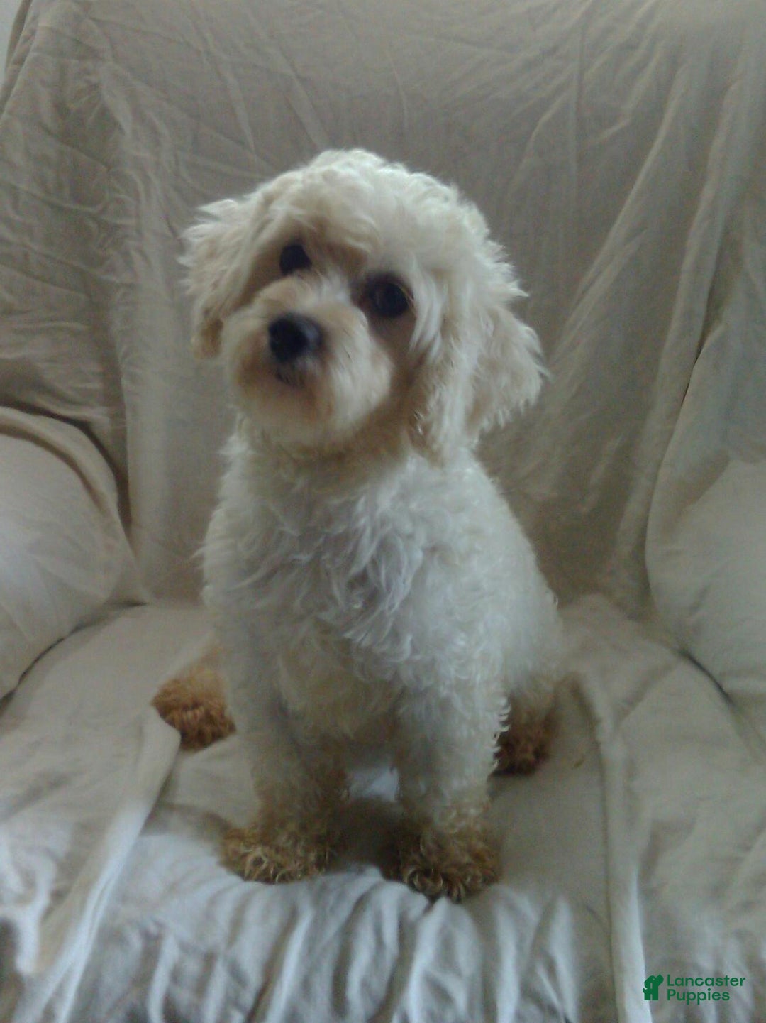 Maltipoo dogs for sale: Blake - Ad 6