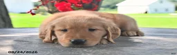 Golden Retriever dogs for sale: Tucker - Ad 4