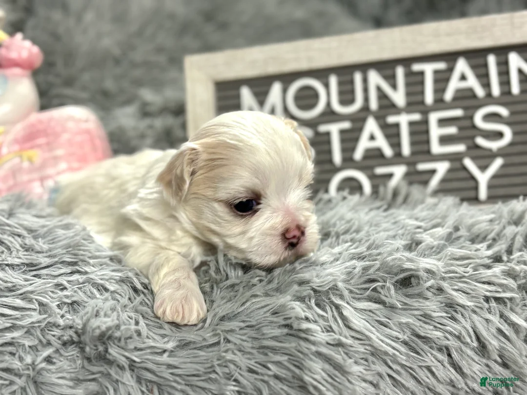 Maltipoo dogs for sale: Tiny little OZZIE - Ad 2