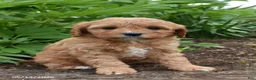 Cavapoo dogs for sale: Bella - Ad 1