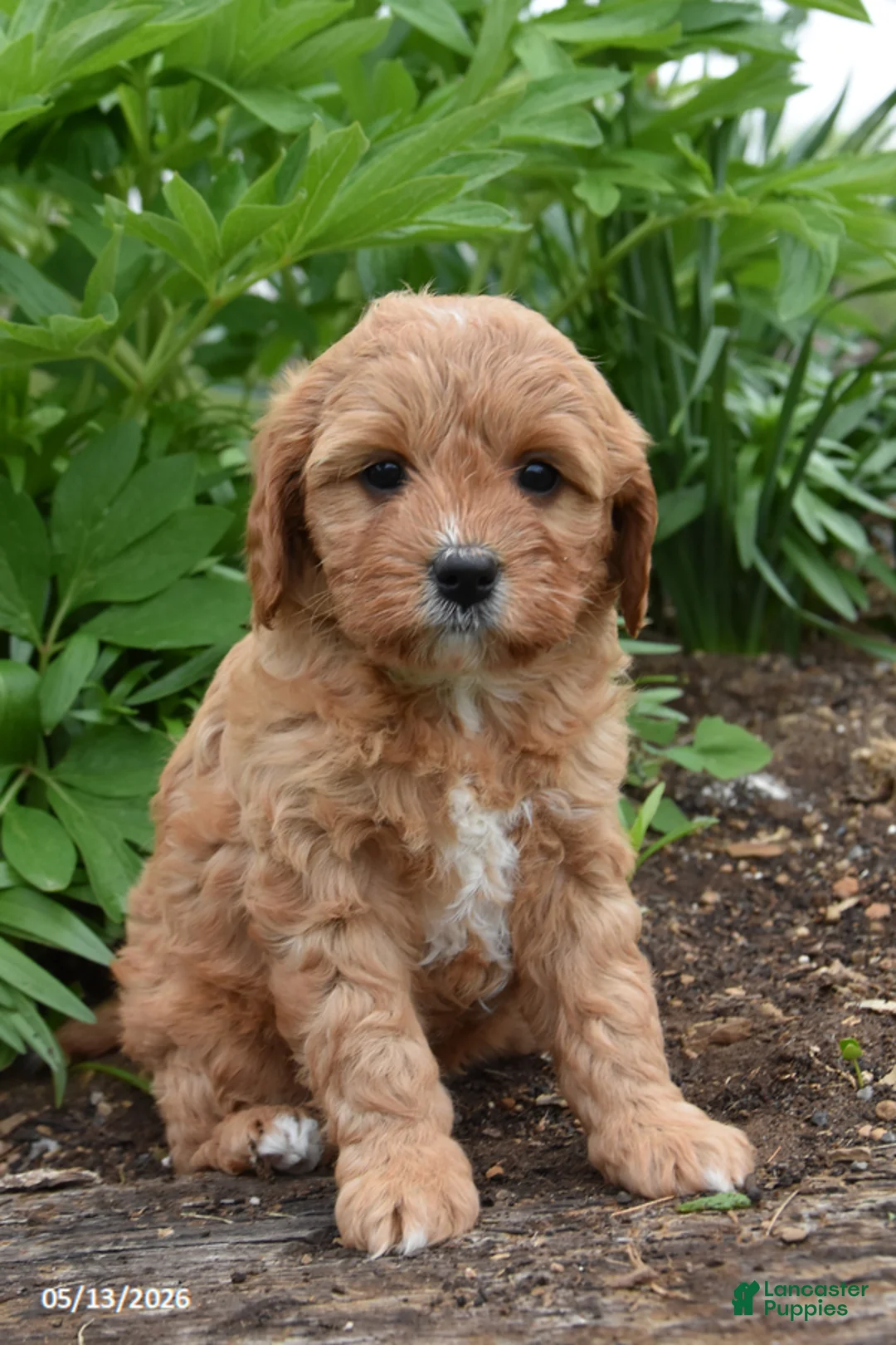 Cavapoo dogs for sale: Bella - Ad 1