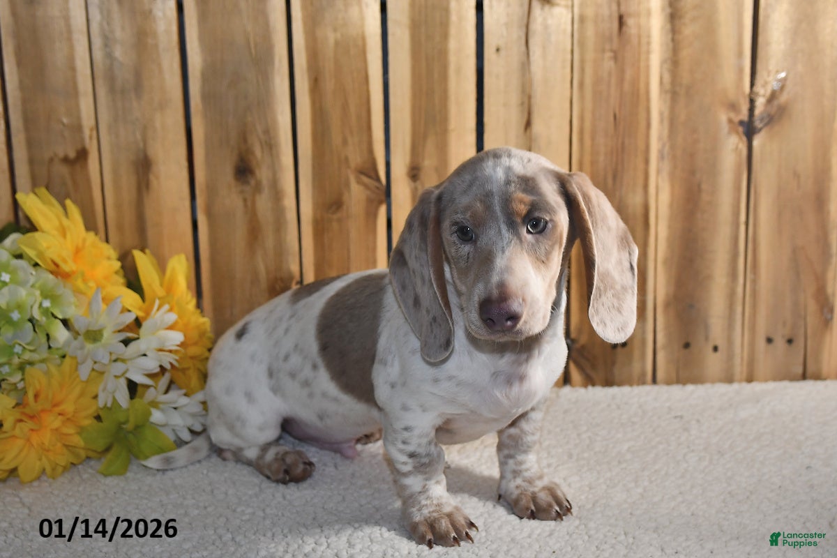Miniature Dachshund dogs Victor - Ad 2