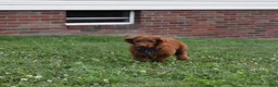 Standard Poodle dogs for sale: Cooper moyen - Ad 3