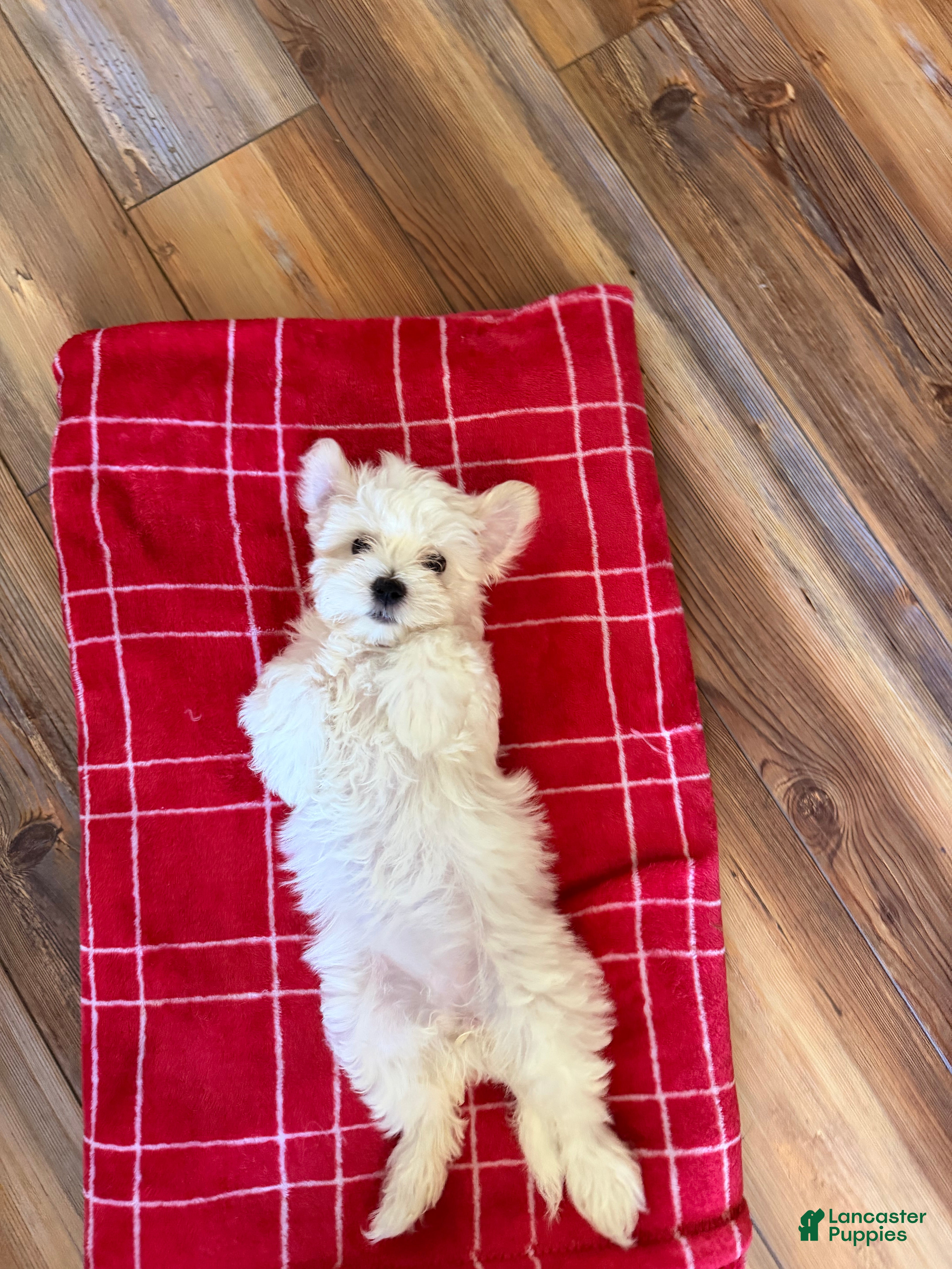 Maltese dogs Lindy  - Ad 30