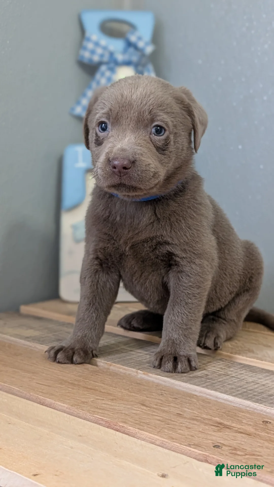 Labrador Retriever dogs for sale: Brady - Ad 5