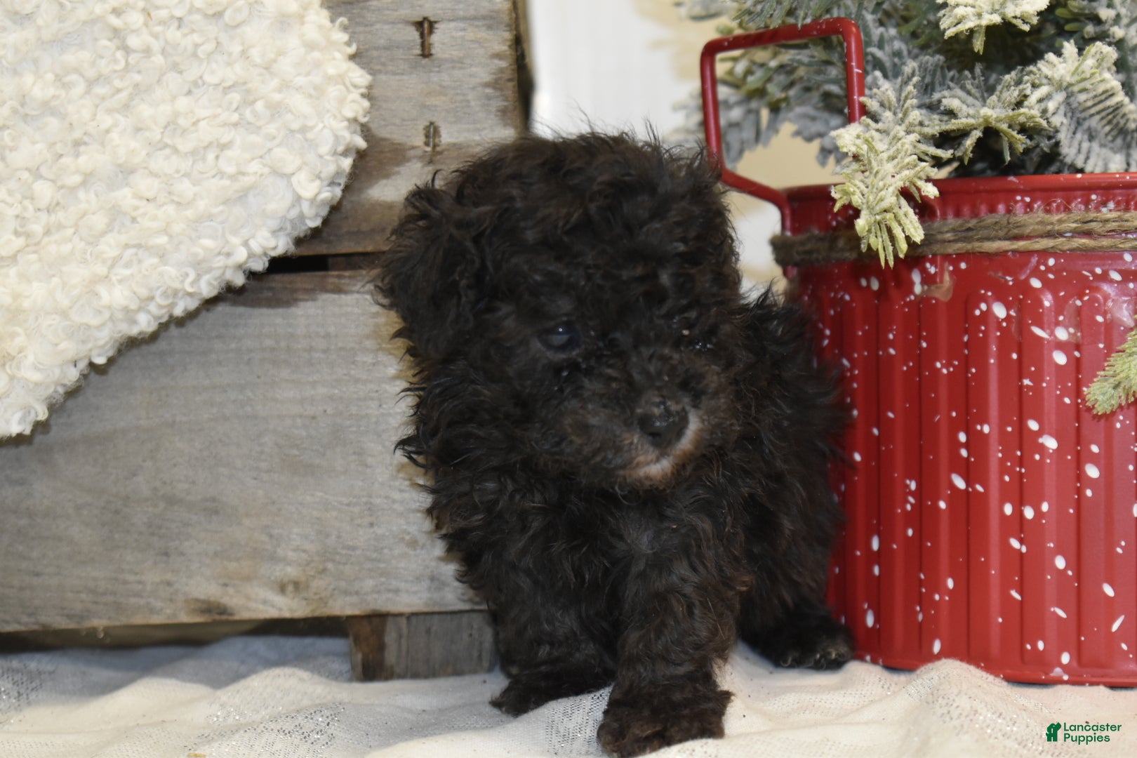 Toy Poodle dogs Brianna - Ad 40