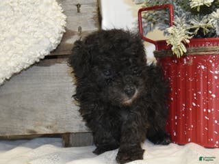 Toy Poodle dogs Brianna - Ad 31