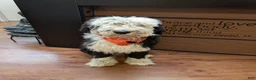 Sheepadoodle dogs for sale: Sheepadoodle Puppy 5 - Ad 5