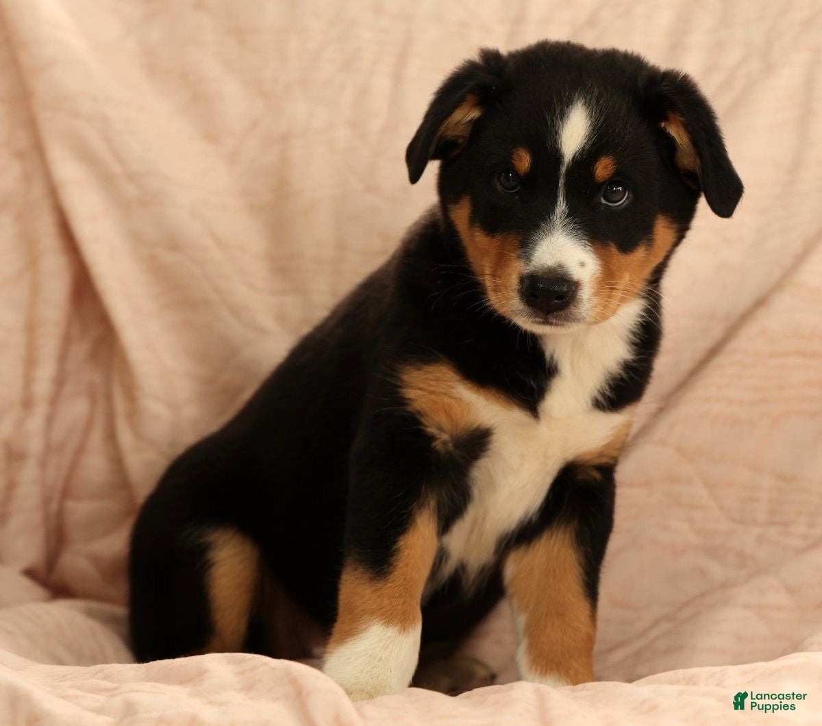 Australian Shepherd dogs Al - Ad 2