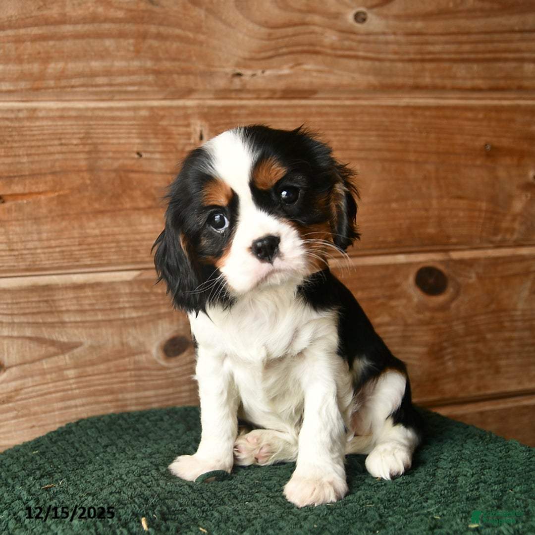 Cavalier King Charles Spaniel dogs for sale: Opal  - Ad 2
