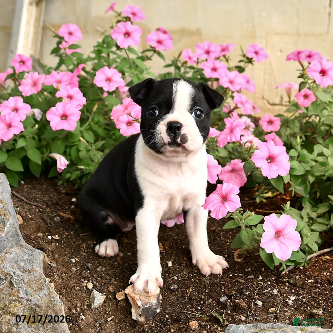 Boston Terrier dogs for sale: Biscuit - Ad 3