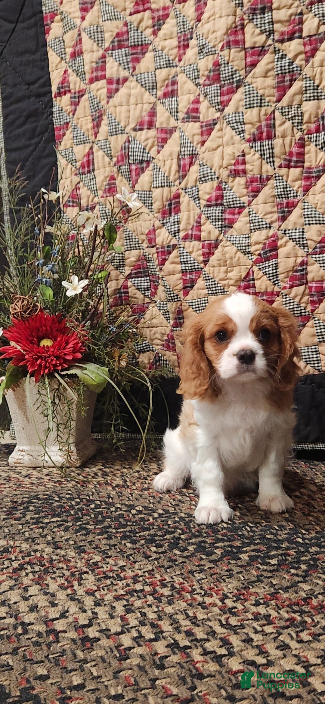 Cavalier King Charles Spaniel dogs Max - Ad 2