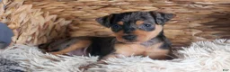 Miniature Pinscher dogs for sale: ABBY - Ad 15