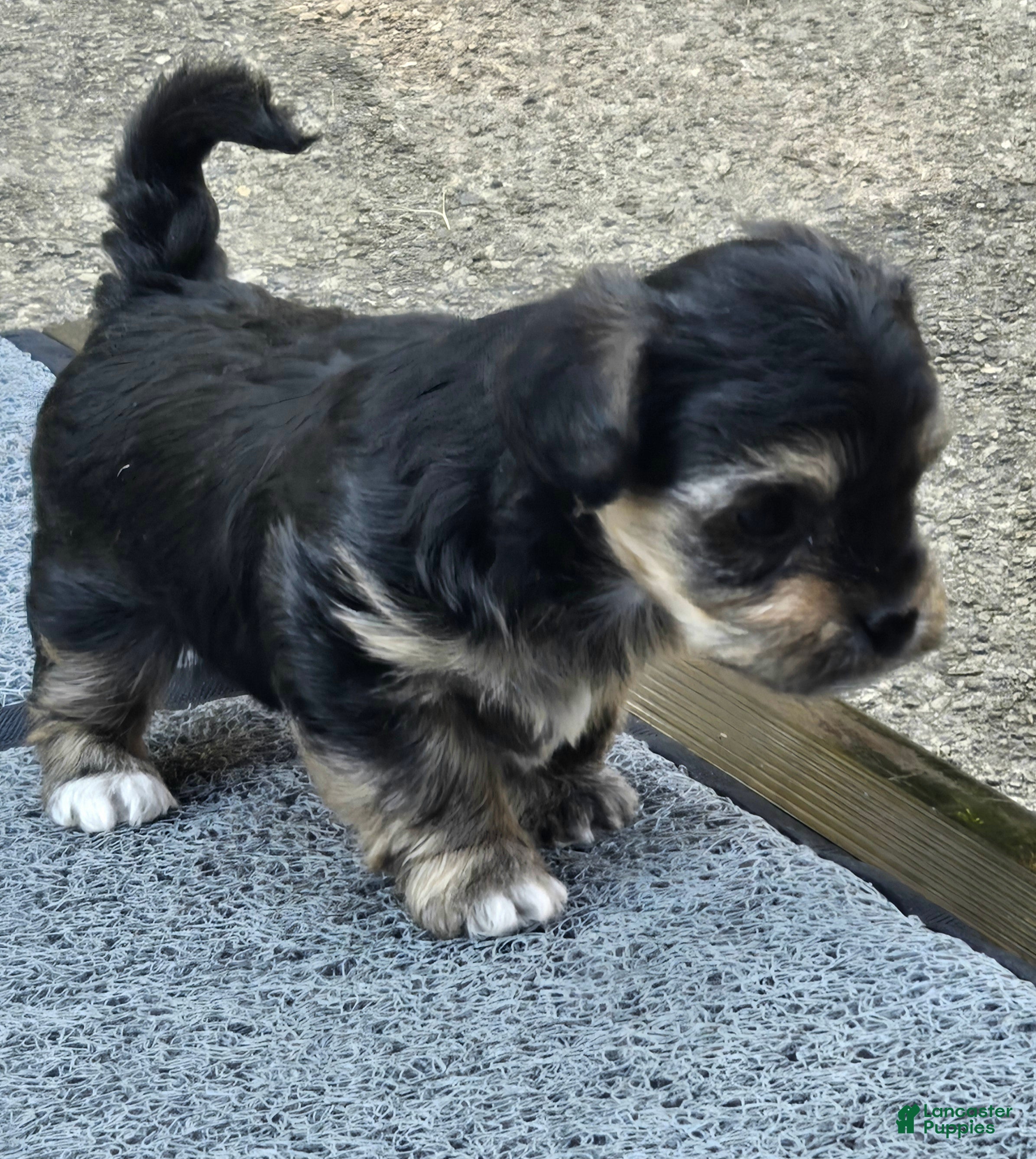 Morkie dogs for sale: Uno - Ad 1